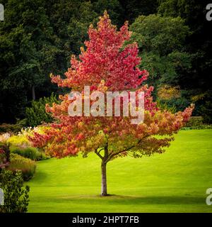 Japanischer Ahornbaum im frühen Herbst, als seine leuchtend grünen Blätter sich rot färben. Stockfoto