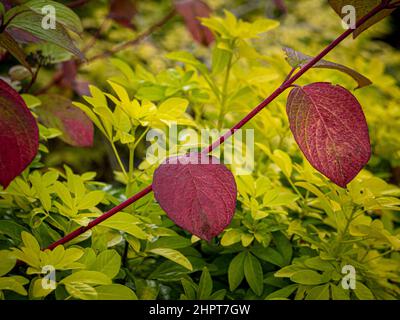 Rote Blätter von Cornus Alba mit der gelb blättrigen Choisya ternata 'Sundance' dahinter. Stockfoto