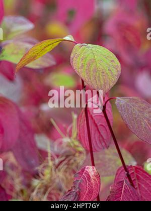 Grüne Blätter von Cornus Alba färben sich rot. Stockfoto