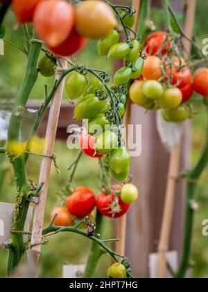 Tomatenpflanzen, deren Laub entfernt wurde, damit die Kirschtomaten auf der Rebe möglichst viel Sonnenlicht ausreifen können. Stockfoto