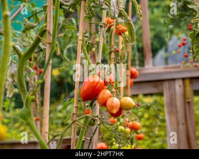 Tomatenpflanzen, deren Laub entfernt wurde, damit die Kirschtomaten auf der Rebe möglichst viel Sonnenlicht ausreifen können. Stockfoto