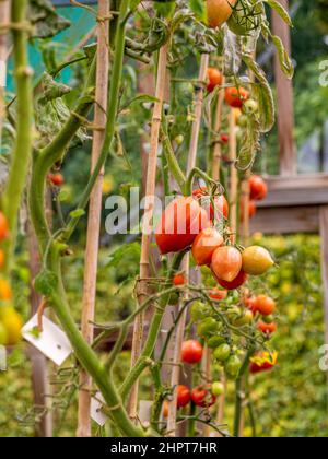 Tomatenpflanzen, deren Laub entfernt wurde, damit die Kirschtomaten auf der Rebe möglichst viel Sonnenlicht ausreifen können. Stockfoto