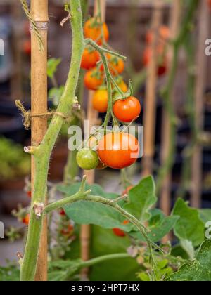 Tomatenpflanzen, deren Laub entfernt wurde, damit die Kirschtomaten auf der Rebe möglichst viel Sonnenlicht ausreifen können. Stockfoto