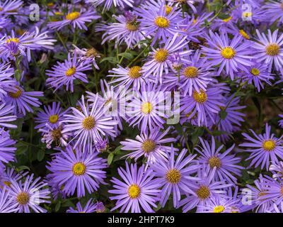 Malvenfarbene Blüten von Aster x frikartii 'Mönch', die in einem britischen Garten wachsen. Stockfoto