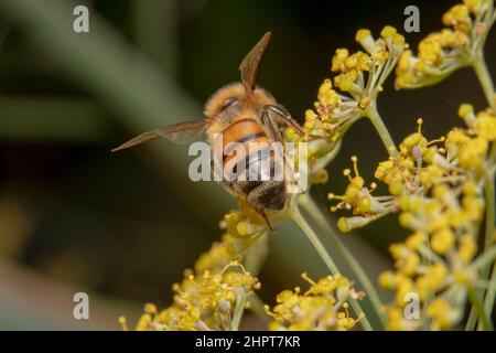 Honigbiene bereit zu fliegen aus Schuss von hinten Stockfoto