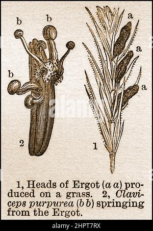 Eine 19th-Jahrhundert-Illustration des Pilzes, der auf Roggengras wächst. Obwohl es im Wesentlichen giftig ist, wurde es häufig in Medikamenten und zur Synthese des halluzinogenen Medikaments Lysergsäure Diethylamid (LSD) verwendet. Stockfoto