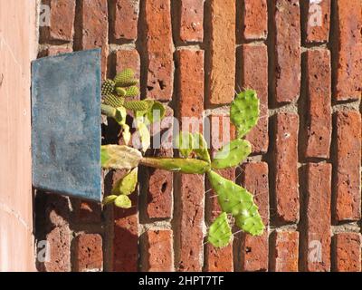 Eine stachelige Birne, Kaktus mit Dornen in einem Topf und auf einem Hintergrund aus orangefarbenen freiliegenden Ziegeln. Stockfoto