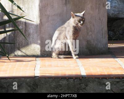 Graue Katze auf einer Terrasse in der Sonne beobachtet und überwacht die Umwelt. Stockfoto