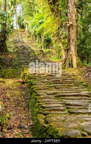 Die Stufen, die zum Fundort der Lost City/Ciudad Perdida in Kolumbien führen Stockfoto