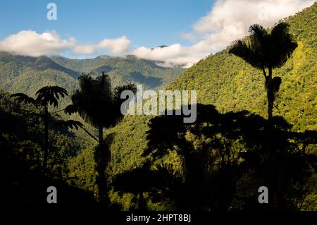 Blick auf die Dschungellandschaft der Sierra Nevada de Santa Marta in der Nähe der Lost City/Ciudad Perdida in Kolumbien Stockfoto