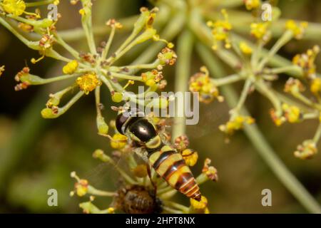 Schwebfliege sucht am frühen Morgen nach Nektar Stockfoto