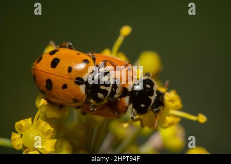Top-Down-Aufnahme von orangen Wanzen, die sich paaren Stockfoto