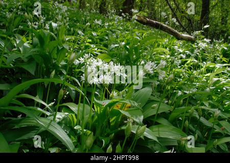 Bärlauch (Allium ursinum), auch bekannt als Ramsons, blüht Anfang Mai und wächst im Lower Wye Valley, Forest of Dean Stockfoto