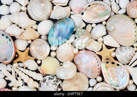 Große Muschelkollektion mit Austernperlen Komposition bilden einen abstrakten Hintergrund. Draufsicht, flach liegend. Stockfoto