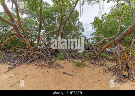 Naturlandschaft von Mangroven rund um den Fluss Ipojuca, in der Nähe von Camboa Strand, Ipojuca - PE, Brasilien. Pflanzen und Bäume in einer feuchten Region mit sandigen Böden. Stockfoto