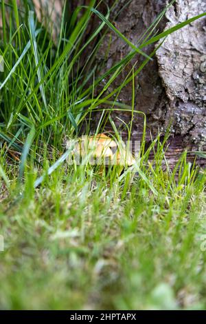 Pilze im Gras versteckt, auf einem Baumstamm im Herbst Stockfoto