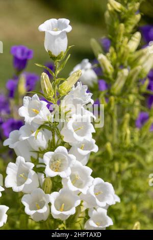 Wunderschöne weiße und lila Canterbury Glocken Stockfoto