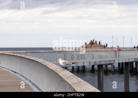 Eine weiße Möwe sitzt auf dem Geländer der neuen Seebrücke in Koserow auf der Insel Usedom. Stockfoto