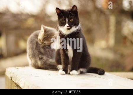 Schwarz-weiße junge Kätzchen, die sich im Frühlingsgarten ausruhen Stockfoto