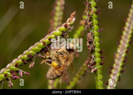 Bienen trinken Nektar von einem grünen diagonalen Gras Stockfoto