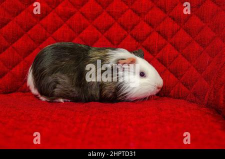 Niedliches behaartes Haustier auf rotem Hintergrund. Dreifarbige Meerschweinchen. Seitenansicht. Stockfoto