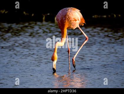 Rosy Flamingo auf der Insel Rabida, Galapagos, Ecuador Stockfoto