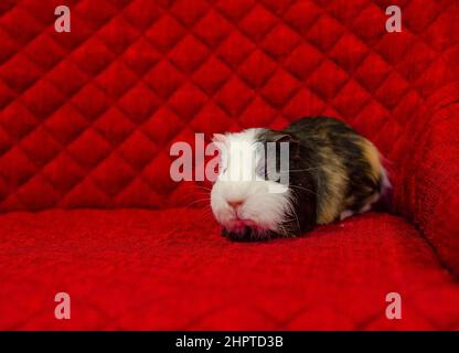 Niedliches behaartes Haustier auf rotem Hintergrund. Dreifarbige Meerschweinchen. Seitenansicht. Stockfoto