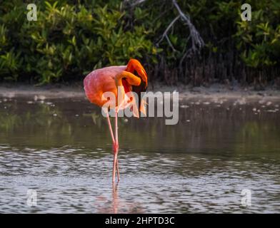 Rosy Flamingo auf der Insel Rabida, Galapagos, Ecuador Stockfoto