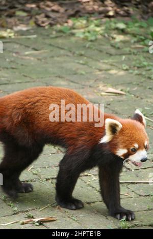 Roter Panda in einem Zoo in chengdu (china) Stockfoto