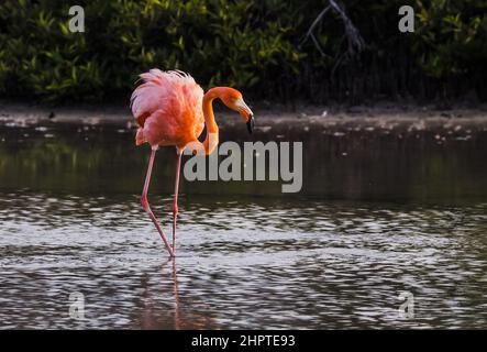 Rosy Flamingo auf der Insel Rabida, Galapagos, Ecuador Stockfoto