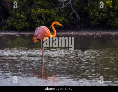 Rosy Flamingo auf der Insel Rabida, Galapagos, Ecuador Stockfoto