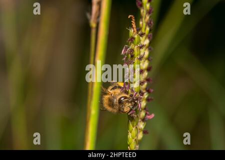 Honigbiene bereit, von einer grünen Pflanze zu springen Stockfoto