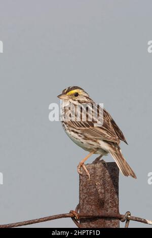Ein Savannah Sparrow, Passerculus sandwichensis, thront auf einem Pfosten Stockfoto