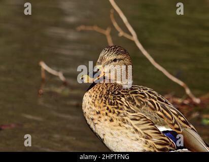 Mallard - Anas platyrhynchos - weibliches Porträt aus nächster Nähe Stockfoto