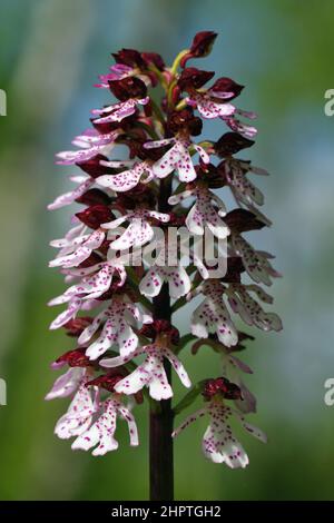 Lady Orchid, Orchis purpurea, Kent, England Stockfoto