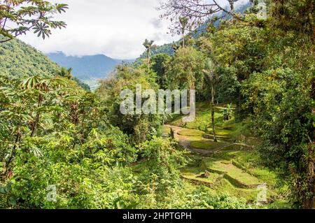 Blick auf die Terrassen der Lost City/Ciudad Perdida in Kolumbien Stockfoto