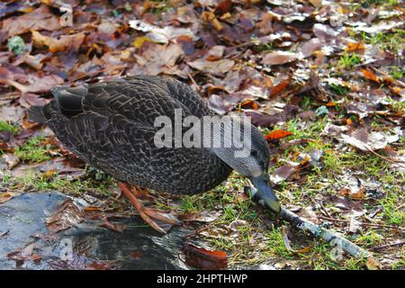 Eine Ente im Gras zwischen den herbstlichen Blättern. Stockfoto