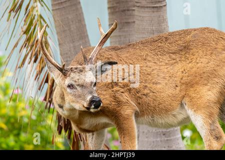 Ein männlicher Schlüsselhirsch (Odocoileus virginianus clavium) mit Geweihen, die in den Florida Keys, USA, sein rechtes Auge vermissen. Stockfoto