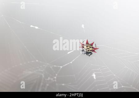 Eine stachelige Orb-Weaver-Spinne (Gasteracantha cancriformis) auf ihrem Web in den Florida Keys, USA. Stockfoto