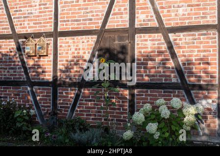 Eine Sonnenblume und ein Hortensienstrauch vor einer Fachwerkfassade mit hängenden Insektenhotels Stockfoto