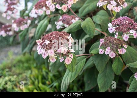 Der Blütenstand einer Hortensia aspera mit blassrosa Blüten im Sommer Stockfoto
