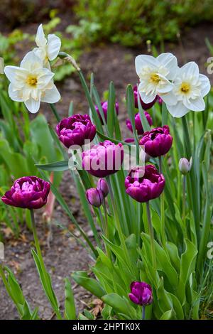 Blühende lila Tulpen und weiße Narzissen im Garten Stockfoto