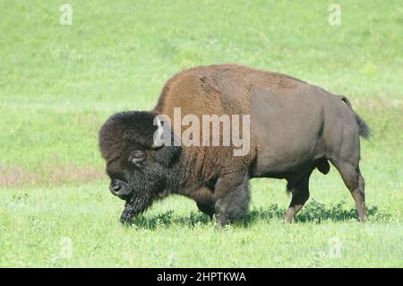 Bison oder Buffalo grasen in den langen grünen Gräsern in den Ebenen von South Dakota, USA. Stockfoto