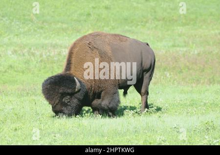 Bison oder Buffalo grasen in den langen grünen Gräsern in den Ebenen von South Dakota, USA. Stockfoto