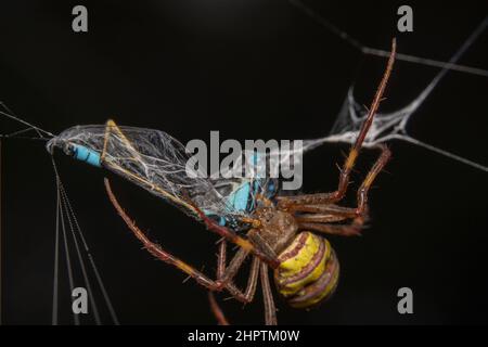 Die Kreuzspinne von St. andrew, die eine Mädel-Fliege auf ihren Webs einwickelt Stockfoto