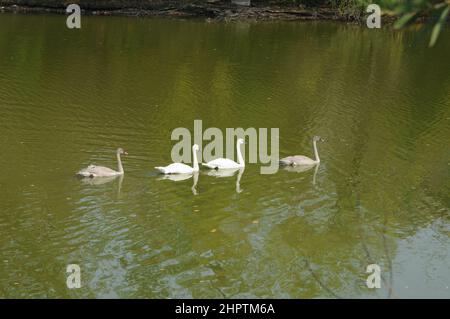 Schwäne, Tundra Schwäne, Schwimmen auf einem ruhigen blau-grünen See in Kanada, Nordamerika Stockfoto