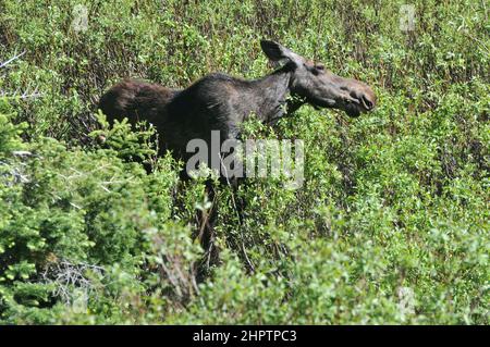 Elche, oder Elche (in Eurasien), grasen auf Wasservegetation in freier Wildbahn. Stockfoto