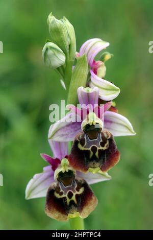 Spinne Orchidee, Ophrys fuciflora, Kent, England Stockfoto