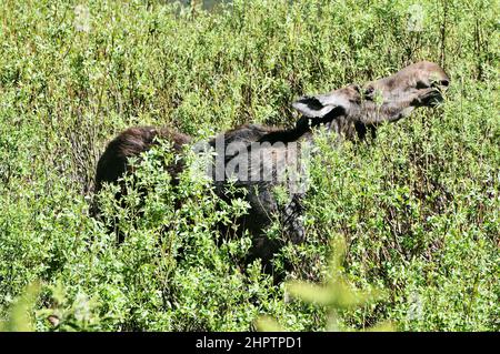 Elche, oder Elche (in Eurasien), grasen auf Wasservegetation in freier Wildbahn. Stockfoto