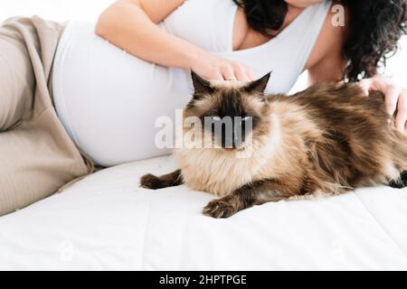 Junge Schwangere, die im Bett lag, streichelte ihre ziemlich langhaarige siamesische Katze. Konzept für Schwangerschaft und Haustiere Stockfoto